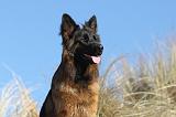 BERGER ALLEMAND 074